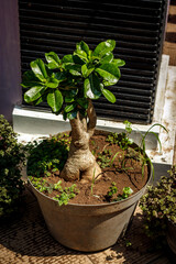 adenium bonsai in a pot