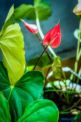 close-up of Elephant Ear Flower or Anthurium