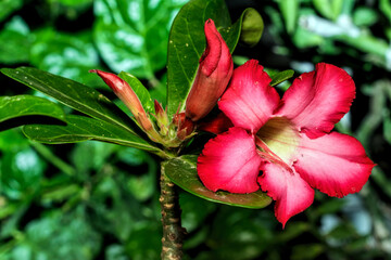 close-up of frangipani flower or adenium blossom