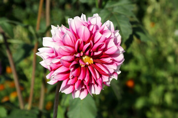 Fototapeta premium Flower hit by sun - Dahlia flower plant with green background