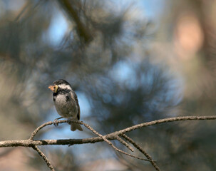 sparrow on a branch