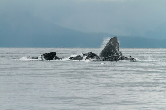 Humpback whales bubble net feeding in Alaska