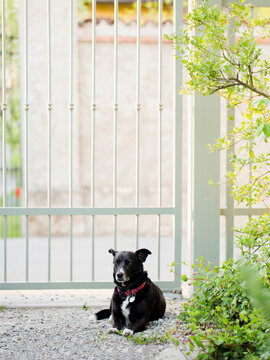 Black dog relaxes in front of iron gate in garden