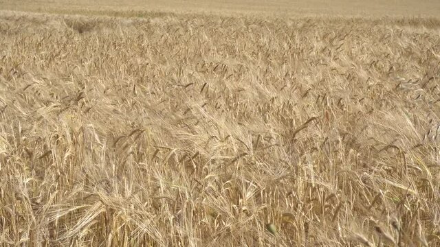 Campo de cebada en verano agitado por el viento