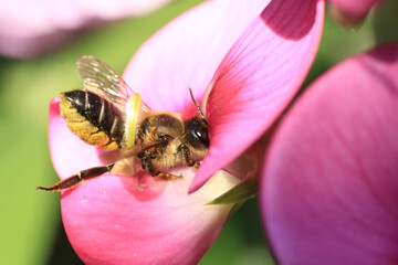 Bee_Megachile ericetorum search for pollen