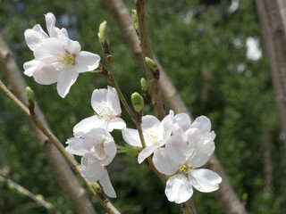 さくらの花