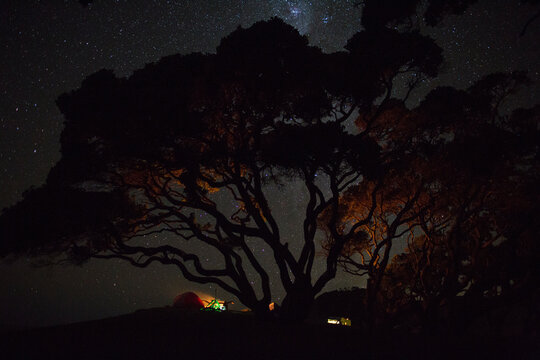 Campfire under a large tree