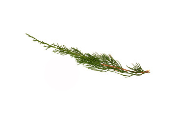 thuja branch isolated on white background