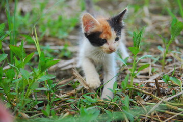 close up kitten domestic on green grass