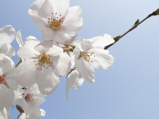 さくらの花と青空