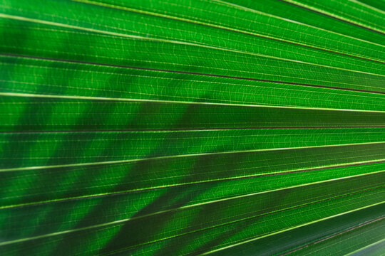 Green plam leaf with shadow