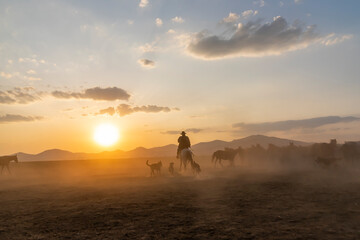 Wild horses run in foggy at sunset. Near Hormetci Village, between Cappadocia and Kayseri, Turkey