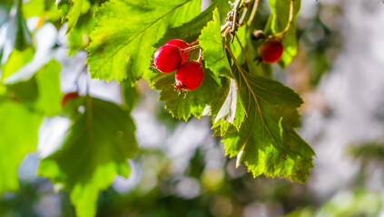 autumn leaves on a blurred background. Red fruit of Crataegus monogyna, hawthorn. Natural beautiful background. Selective focus
