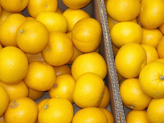 果物屋の店先のみかん