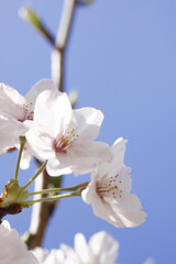 さくらの花のアップ