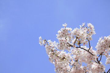 さくらの花のアップ