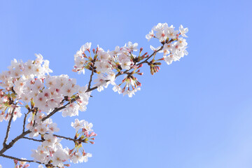さくらの花のアップ