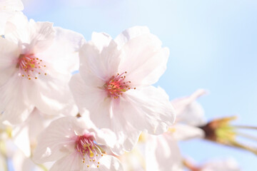 さくらの花のアップ