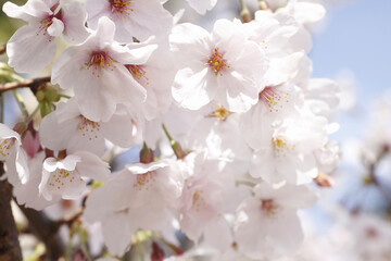 さくらの花のアップ