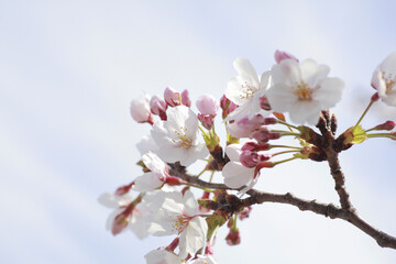 さくらの花のアップ