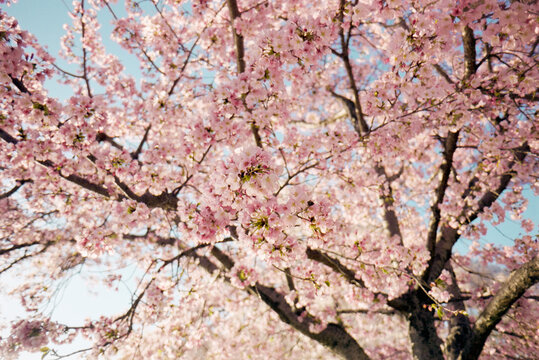 Cherry Blossom Explosion