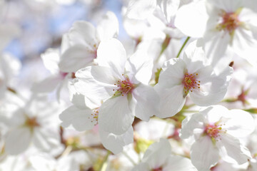 Fototapeta premium さくらの花のアップ