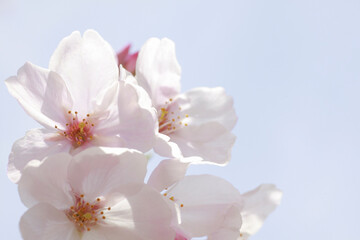 さくらの花のアップ