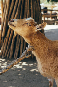 Fuzzy Goat Scratching Itch On Neck Using Branch