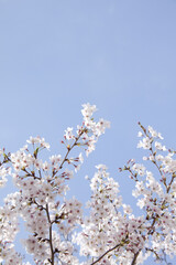 さくらの花と青空