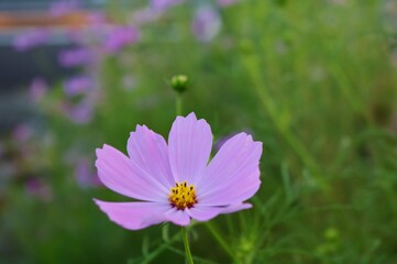 花　こすもす　公園で風に揺れている　風景