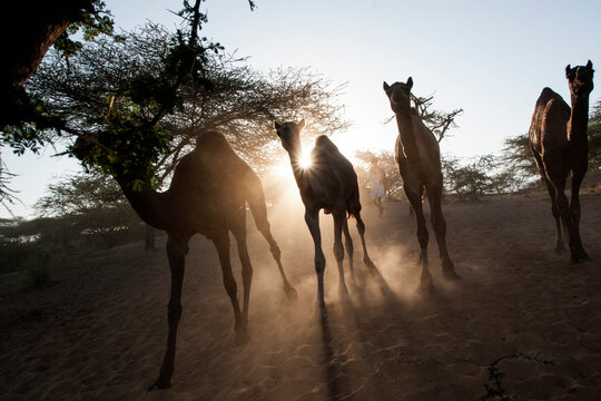 Camel running through desert
