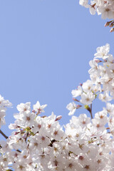 さくらの花と青空