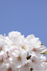 さくらの花と青空