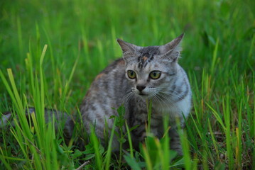 Naklejka na ściany i meble gray domestic cat playing in the rice fields