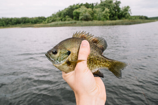 Man holding a fish in his hand.