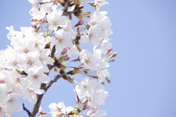 さくらの花と青空