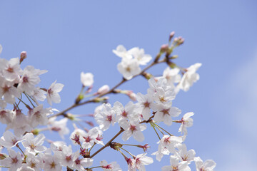 さくらの花と青空