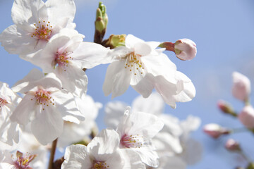 さくらの花のアップ