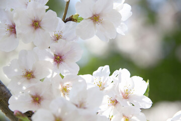 さくらの花のアップ