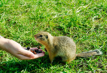 Gopher takes food from a man's hands