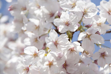さくらの花のアップ