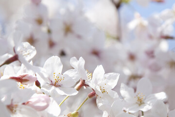Fototapeta premium さくらの花のアップ