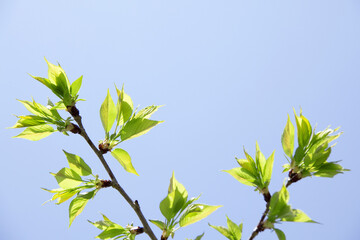 さくらの葉のアップ