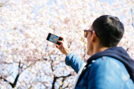 Man taking a photo of a cherry blossom in spring. - Powered by Adobe