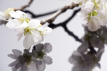 桜