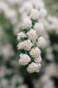 Blooming Spirea branch