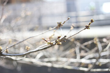桜の蕾