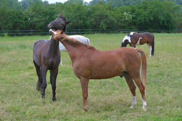 Two warmblood horses, playing together. Bay and chestnut.