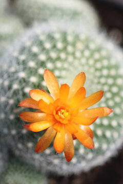 cactus flower