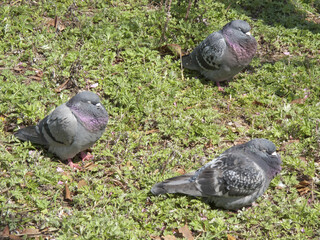 公園のハト